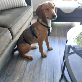 hutch12bruine jacht hond