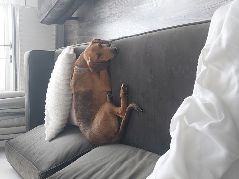 hutch19bruine jacht hond