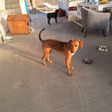 hutch8