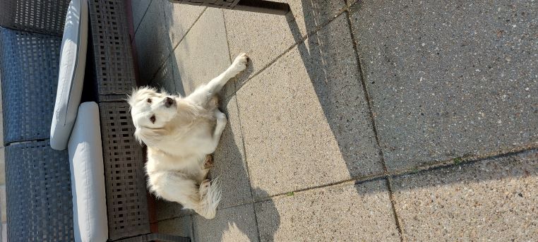 Milos is een klein saluki