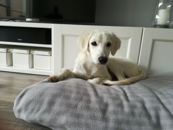 Milos is een klein saluki