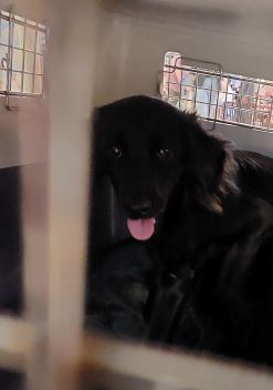 niki echt zwart.129.