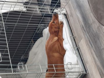 niki echt zwart.129.