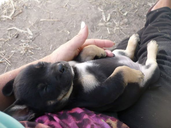 witte pup in een mand in het vliegtuig