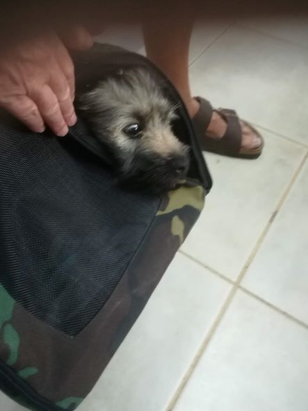 andere pups zwart met wit