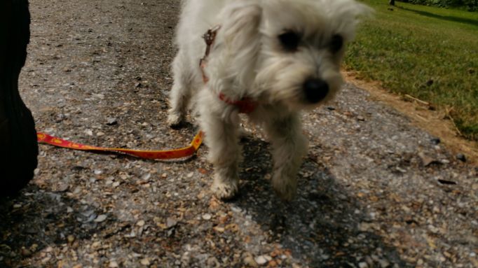 een klein wit popje van een hond